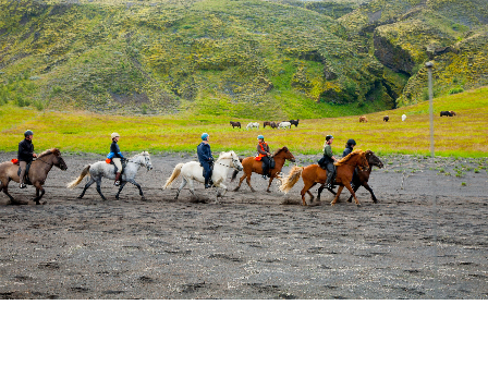 Riding with the Herd in Iceland 